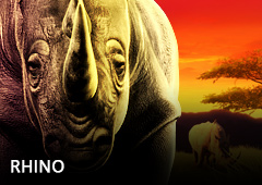 Rhino T1
